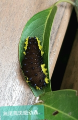 Gynautocera rubriscutellata