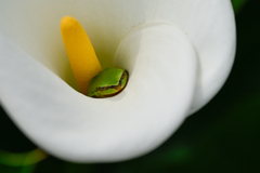 Common Chinese Treefrog photo 5