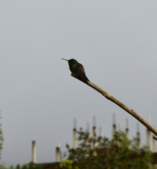 Saucerottia viridigaster