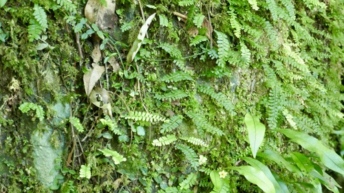 Image of Arthropteris beckleri by (c) Brendan McIntyre, some rights reserved (CC BY)