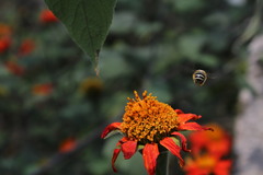Tithonia rotundifolia