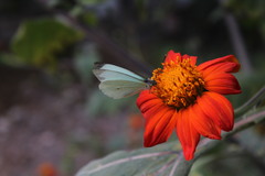 Leptophobia