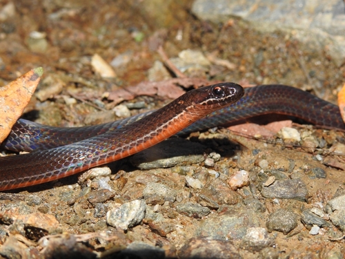 Photo of a Pale Ground Snake (Urotheca decipiens)