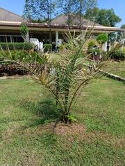 Arecaceae
