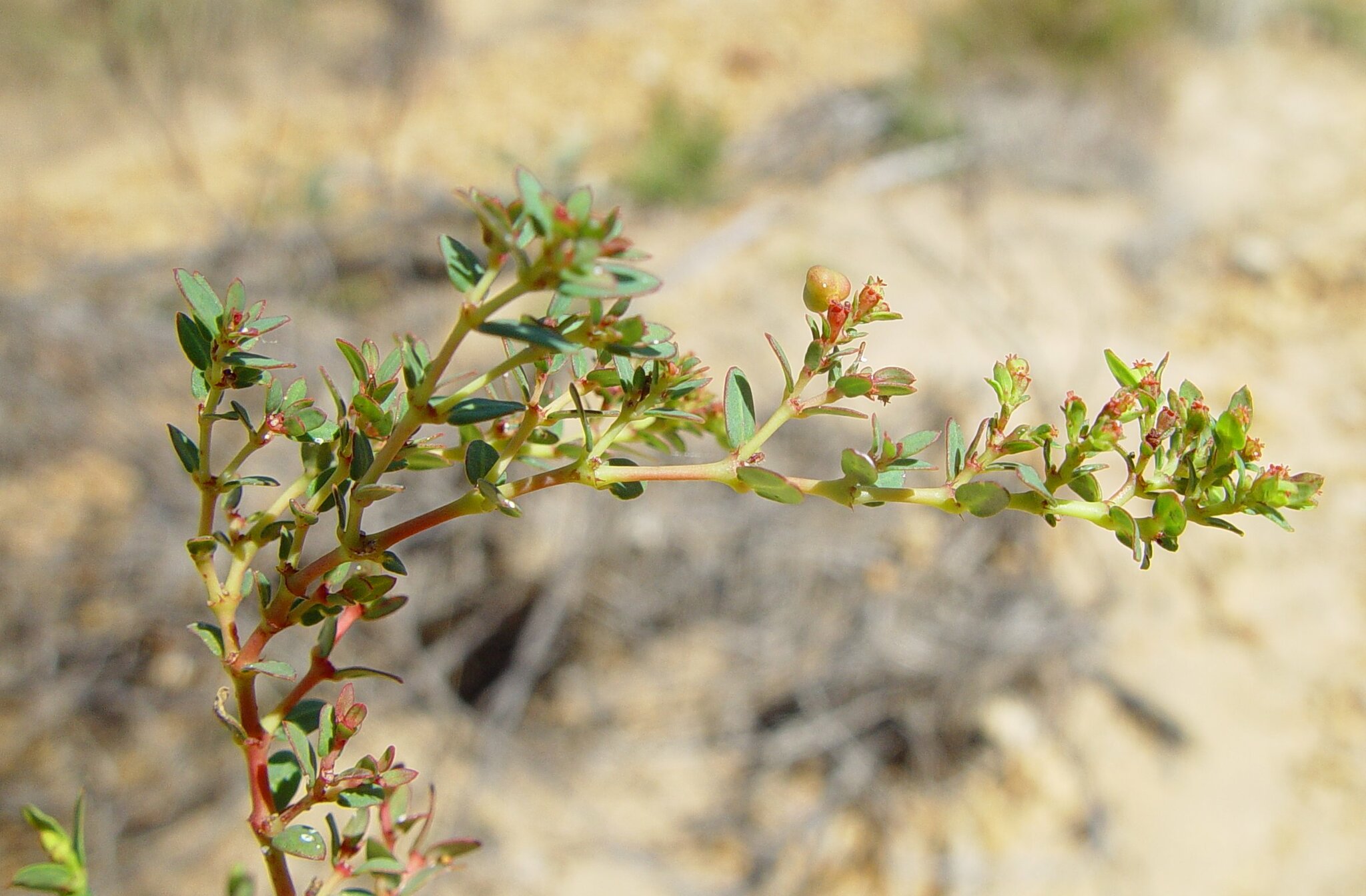 Euphorbia biconvexa