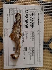 Skeletocutis semipileata