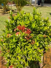 Ixora coccinea