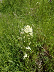 Toxicoscordion venenosum