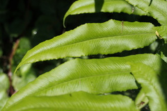 Coniogramme intermedia