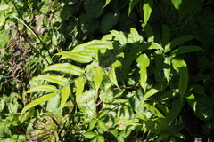 Coniogramme intermedia