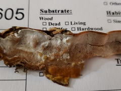 Skeletocutis semipileata