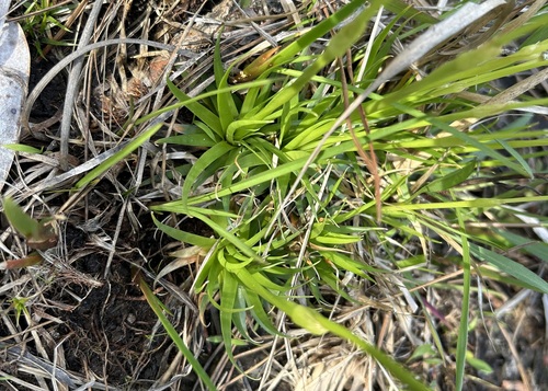 Image of Eriocaulon texense by (c) John G. Phillips, some rights reserved (CC BY)