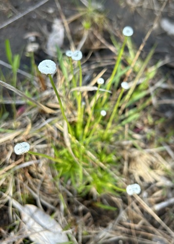 Texas pipewort (Eriocaulon texense)