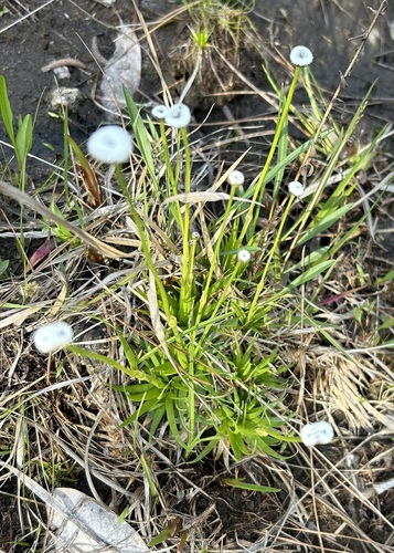 Image of Eriocaulon texense by (c) John G. Phillips, some rights reserved (CC BY)