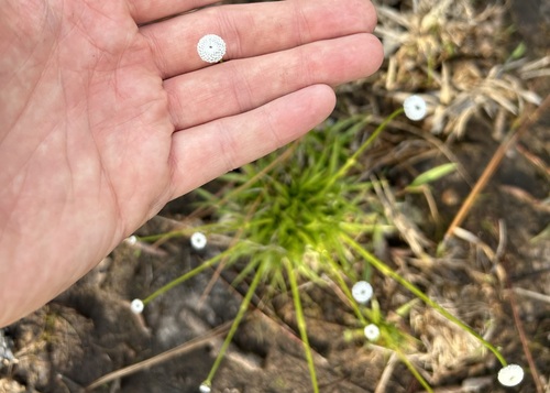 Image of Eriocaulon texense by (c) John G. Phillips, some rights reserved (CC BY)