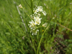 Toxicoscordion venenosum