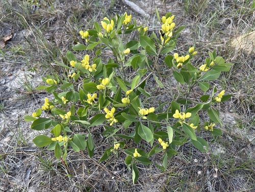 Image of Baptisia lanceolata by (c) John G. Phillips, some rights reserved (CC BY)