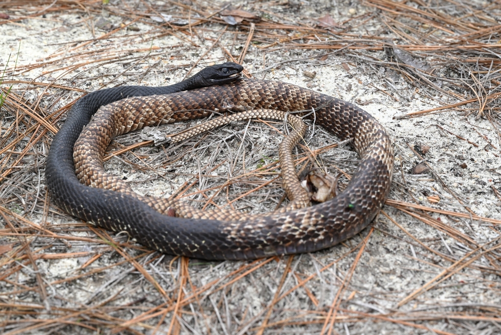 Eastern Coachwhip in April 2024 by Kevin. DOR · iNaturalist