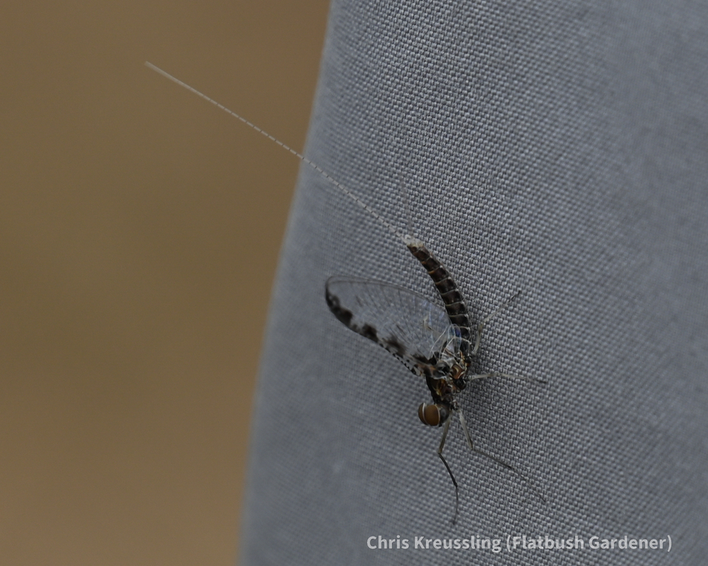 Callibaetis ferrugineus ferrugineus from Colonie, New York, United ...