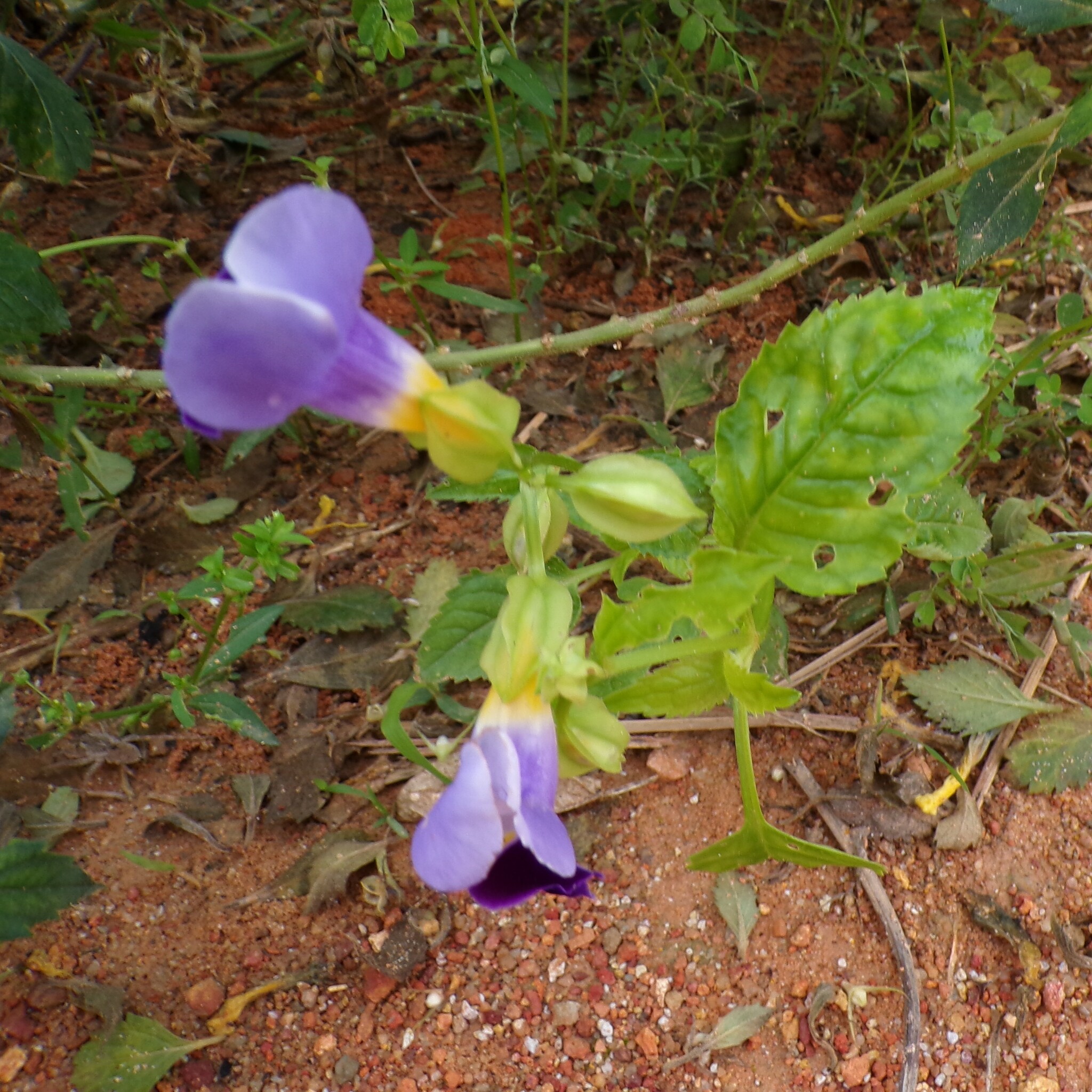 Imagem de Violeta-de-jardim