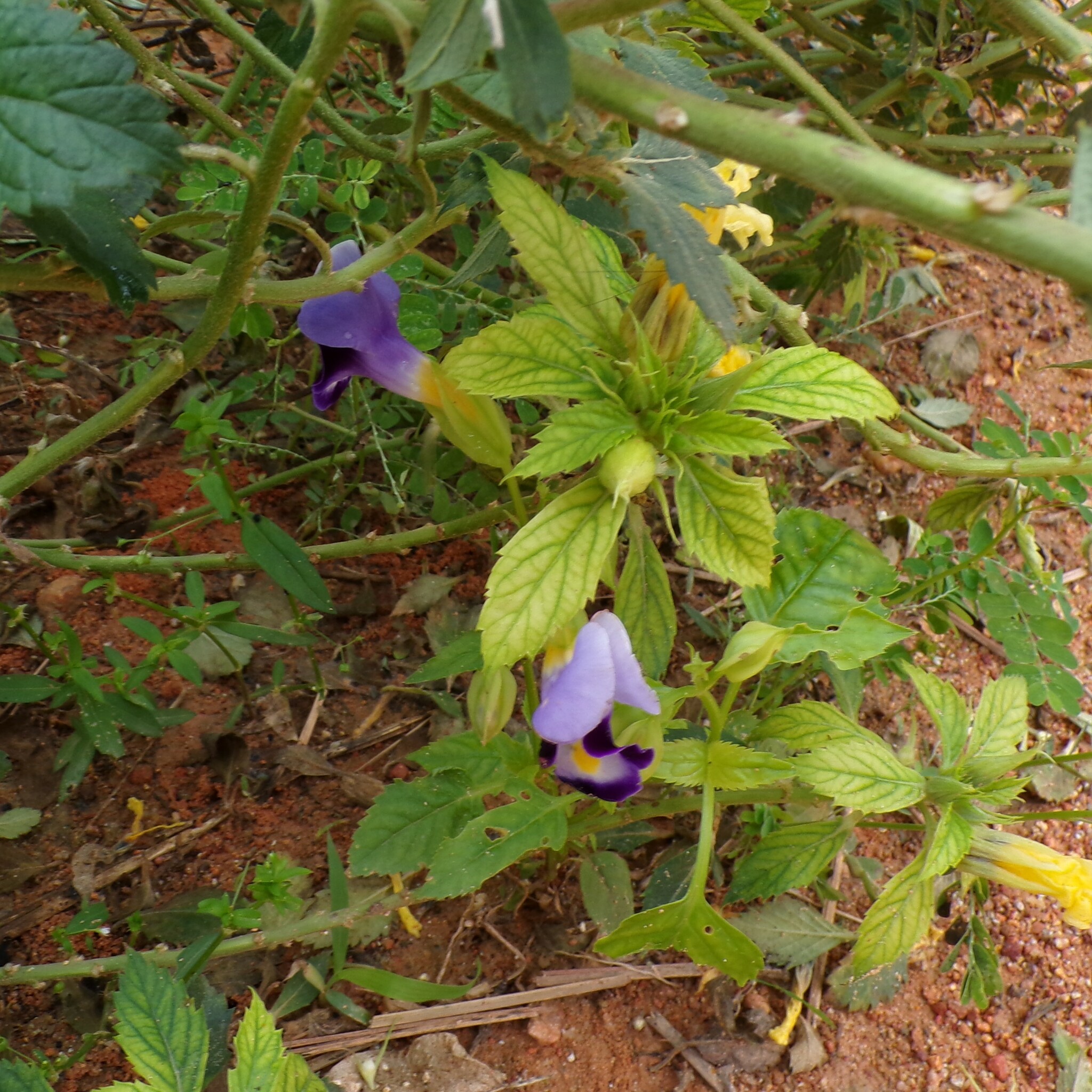 Imagem de Violeta-de-jardim