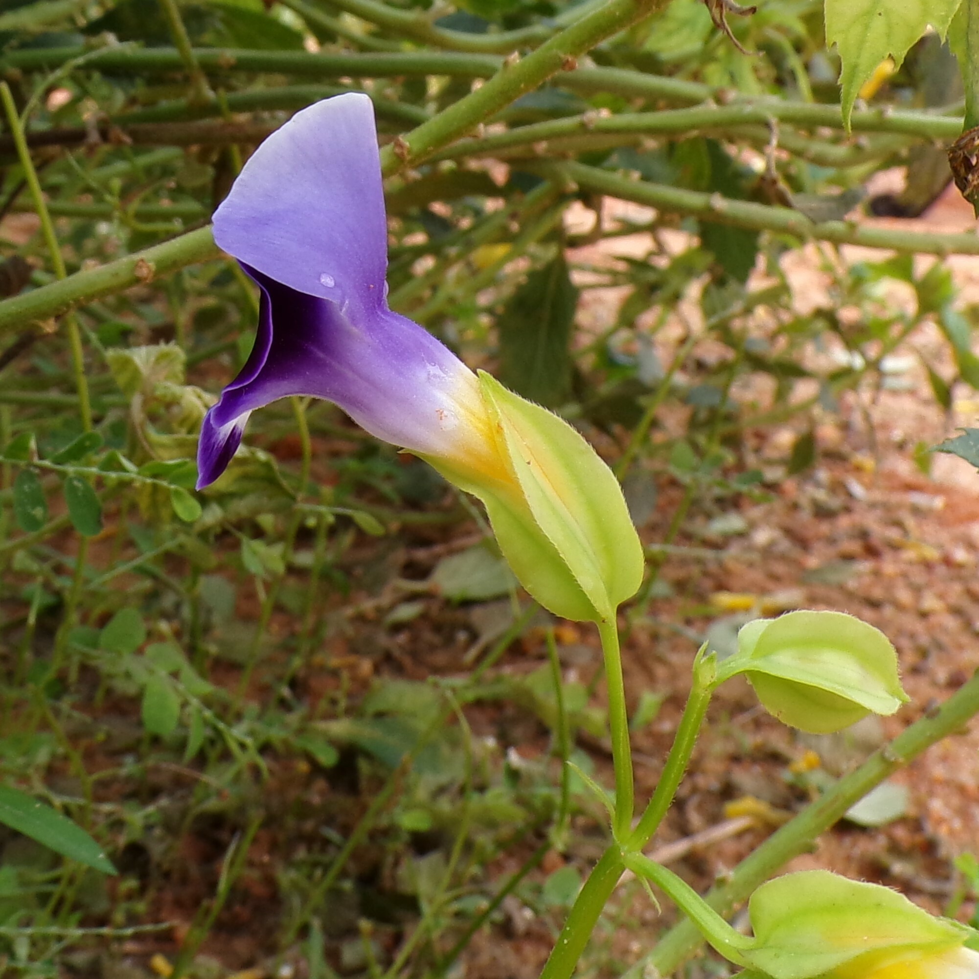 Imagem de Violeta-de-jardim