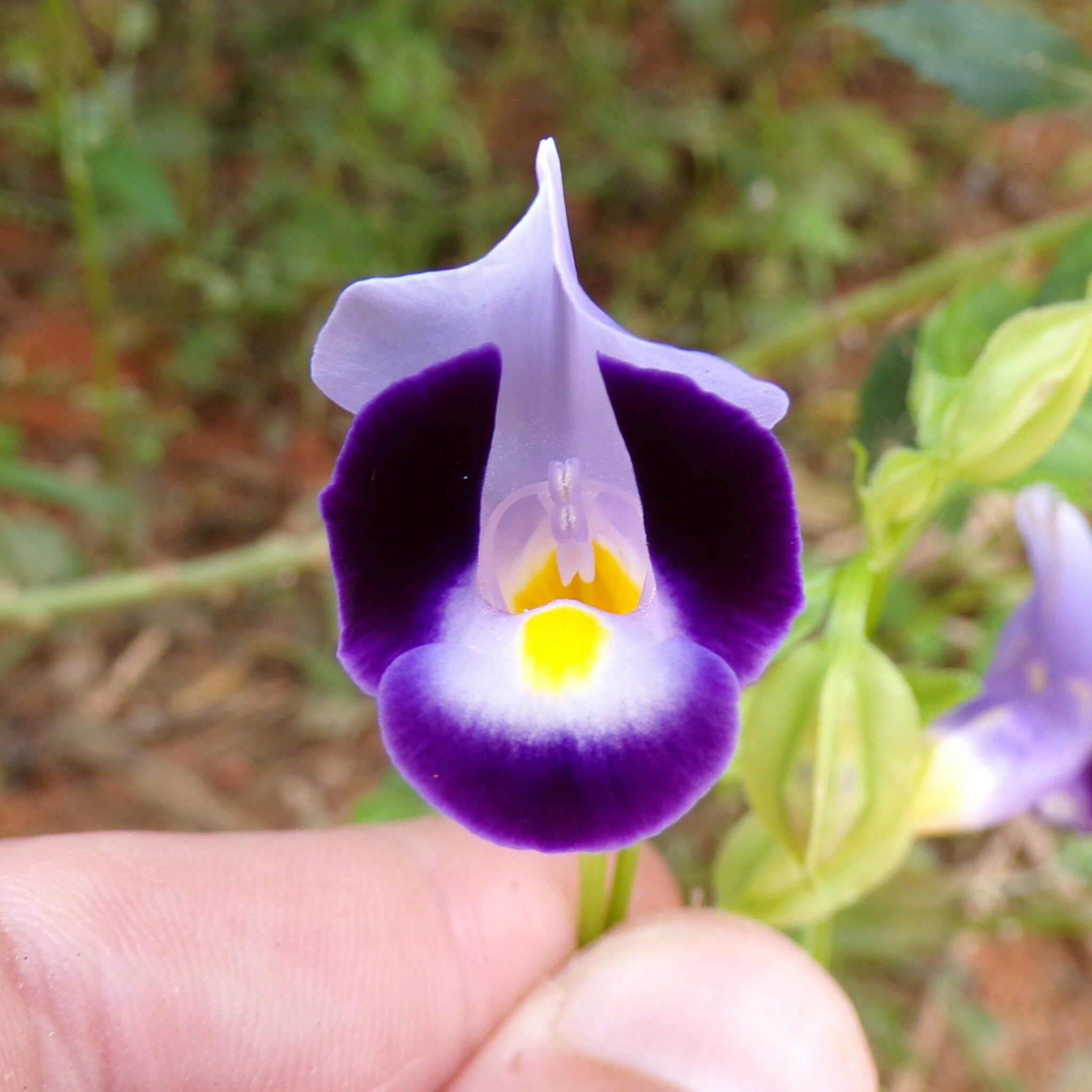 Imagem de Violeta-de-jardim