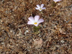 Leptosiphon grandiflorus