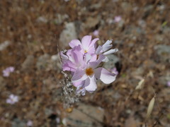Leptosiphon grandiflorus