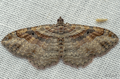Bent-lined Carpet, Long Canyon, Austin, TX 78730, USA, photo 10 of 10