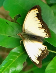 Cymothoe coranus coranus