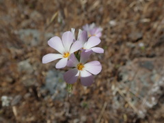 Leptosiphon grandiflorus