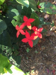 Ixora