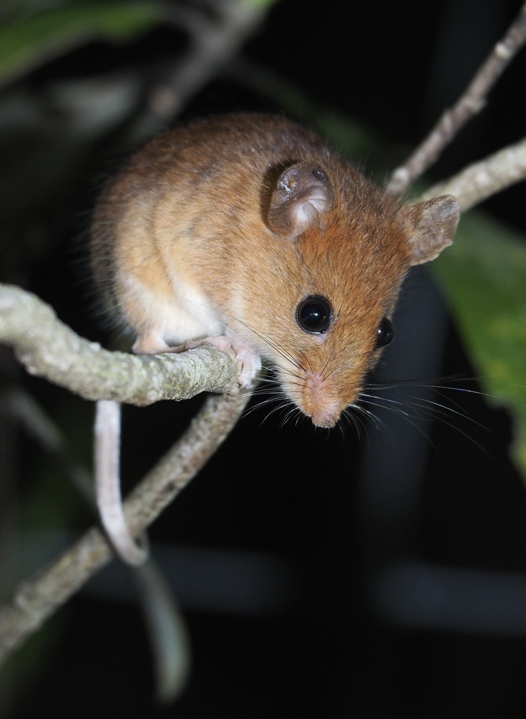 Golden Mouse