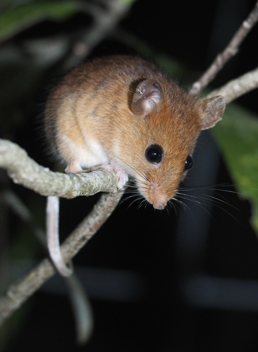 Golden Mouse