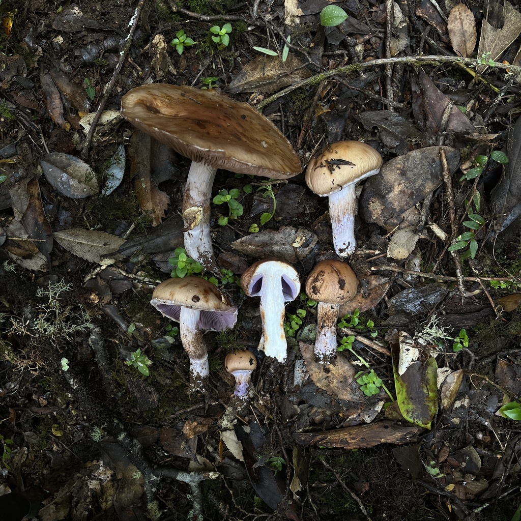 Cortinarius stephanopus · April 2024 · photo: © cristianriquelme (iNaturalist, cc-by)