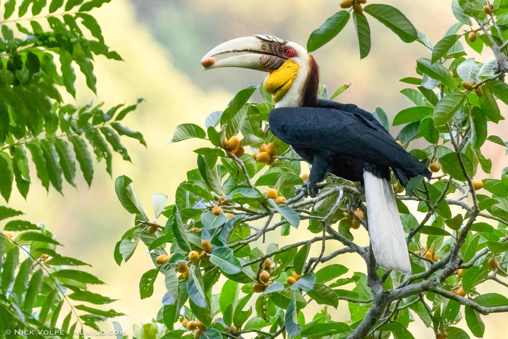 Wreathed Hornbill