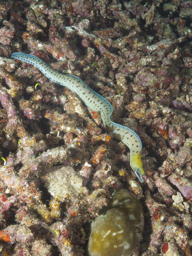 Fimbriated Moray — seen at this dive site