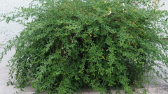 Magnoliopsida