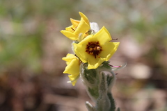 Verbascum boerhavii
