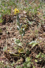 Verbascum boerhavii