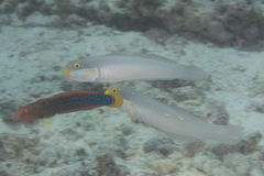 Valenciennea strigata