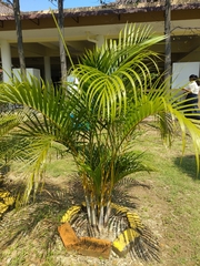 Arecaceae