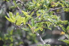 Osteomeles schweriniae