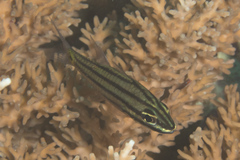 Cheilodipterus isostigma