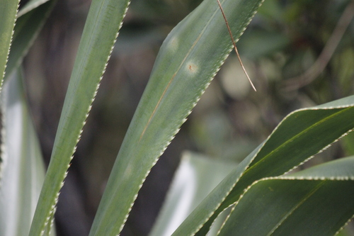 Pandanus boninensis iNat (2)