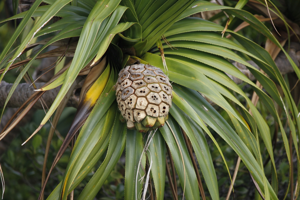 Pandanus boninensis
