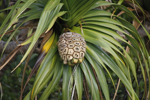 Pandanus boninensis