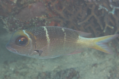 Monotaxis heterodon