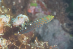 Koumansetta rainfordi